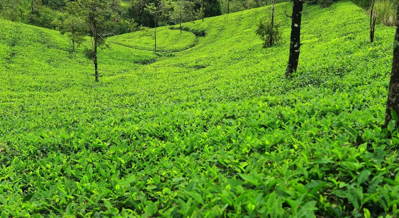 Misty Mountain Experience Hotel